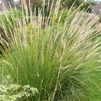 Pennisetum macrourum - Afrikanisches Lampenputzergras - Pennisetum