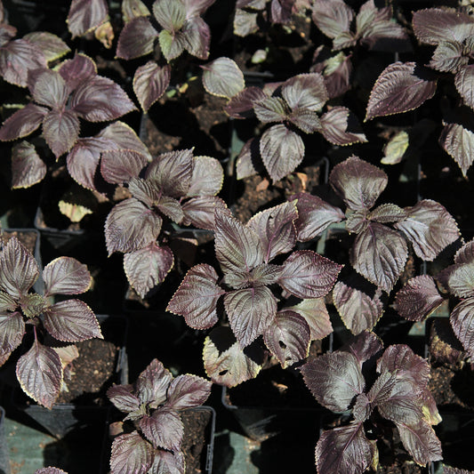 Perilla rot (Shiso) - Perilla frutescens rouge (shiso) - Gemüsegarten