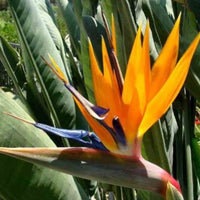 Strelitzia reginae - Paradiesvogelblume Strelitzia - 
