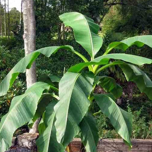 Fruchtbanane Dajiao - Bakker