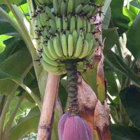 Zwergbanane Dwarf Cavendish - Musa acuminata Dwarf Cavendish - Bakker