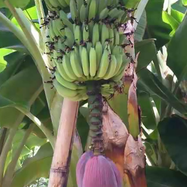 Bananenbaum