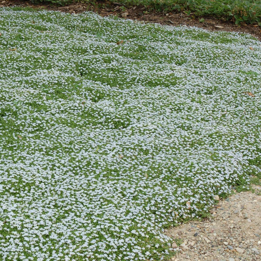 Blauer Bubikopf (x3) - Isotoma fluviatilis - Gartenpflanzen