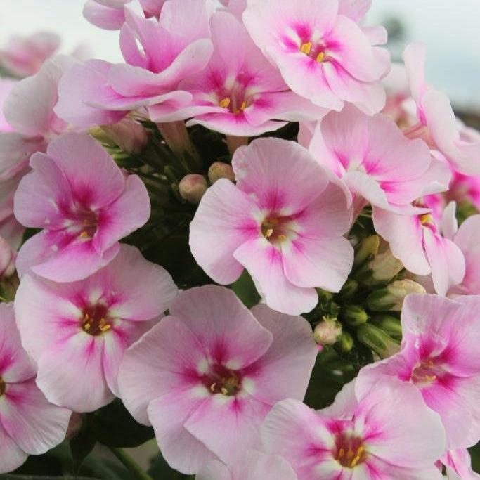 Stauden Phlox (x3) - Phlox paniculata 'younique bicolor' - Gartenpflanzen