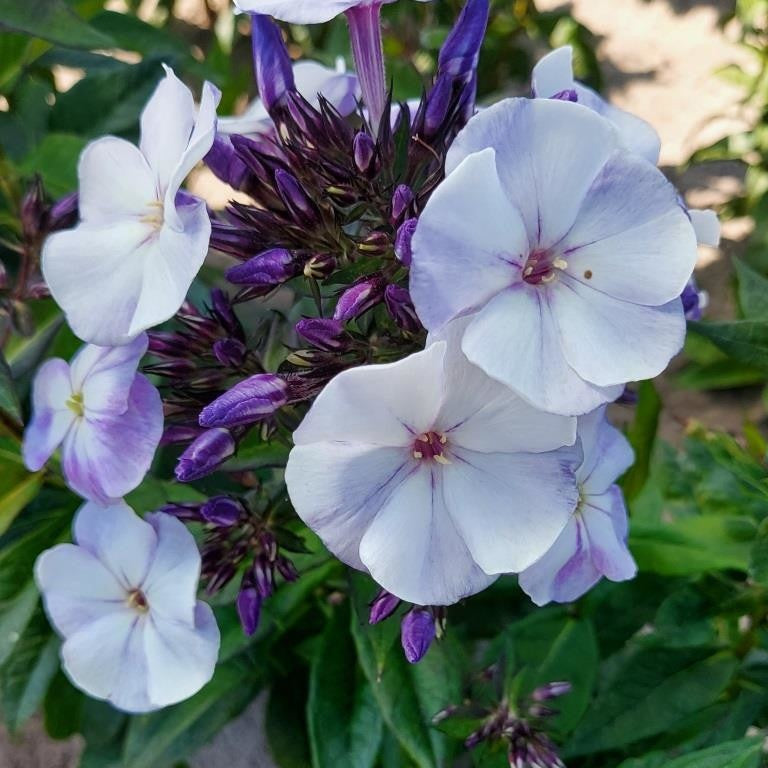 Stauden Phlox (x3) - Phlox paniculata 'younique old blue' - Gartenpflanzen