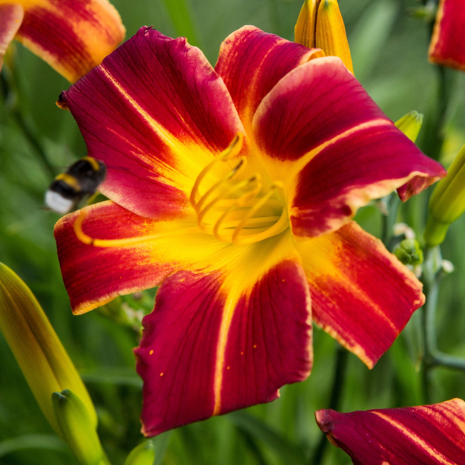 Taglie (x3) - Hemerocallis 'everydaylily red ribs' - Gartenpflanzen