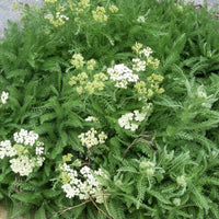 Meerfenchelblättrige Schafgarbe - Achillea crithmifolia - Gartenpflanzen