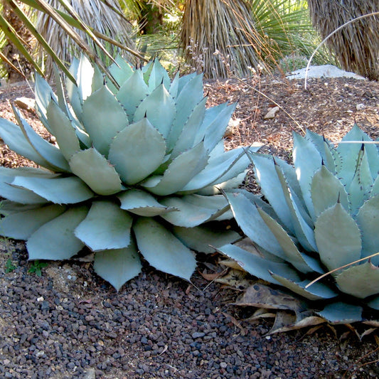 Parry's Agave - Bakker