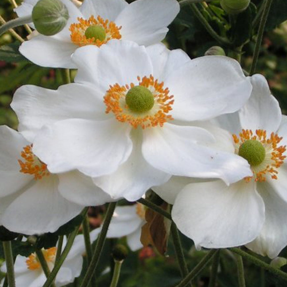 Anemone Honorine Joubert - Anemone x hybrida 'honorine joubert' - Gartenpflanzen
