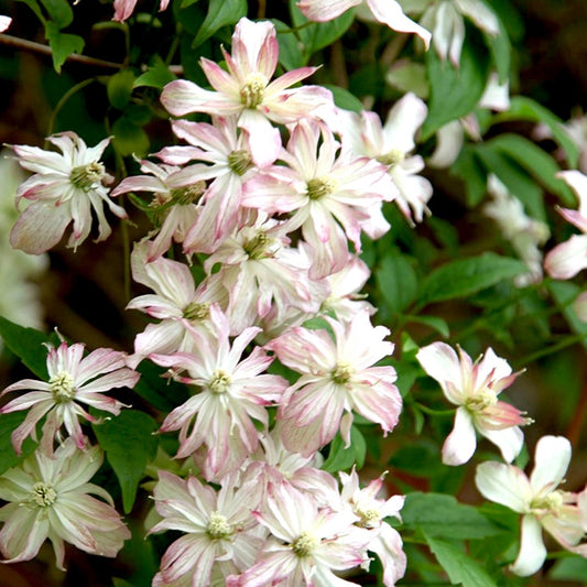 Waldrebe Berg Marjorie - Clematis 'marjorie' - Gartenpflanzen