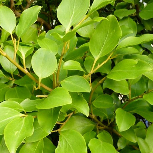 Griselinia Redge (x3) - Bakker