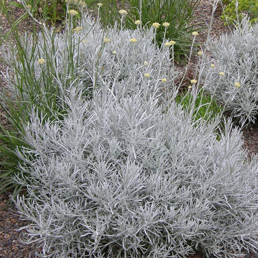 Currykraut  - Helichrysum italicum subsp. serotinum - Gartenpflanzen