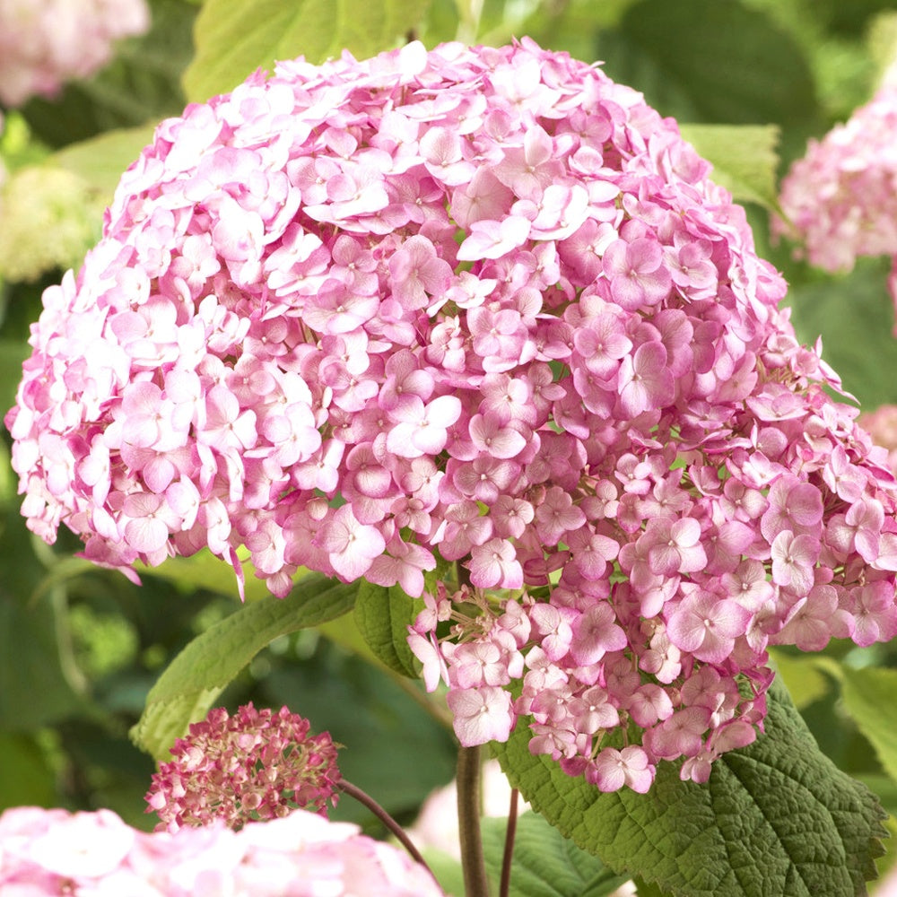 Hortensie Candy Bell Bubblegum ® - Hydrangea arborescens 'candy belle bublegum' - Gartenpflanzen