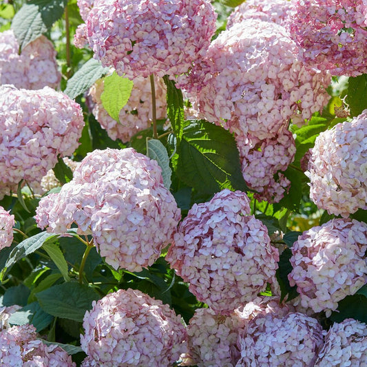 Hortensie Candy Bell Bubblegum ® - Hydrangea arborescens 'candy belle bublegum' - Pflanzensorten