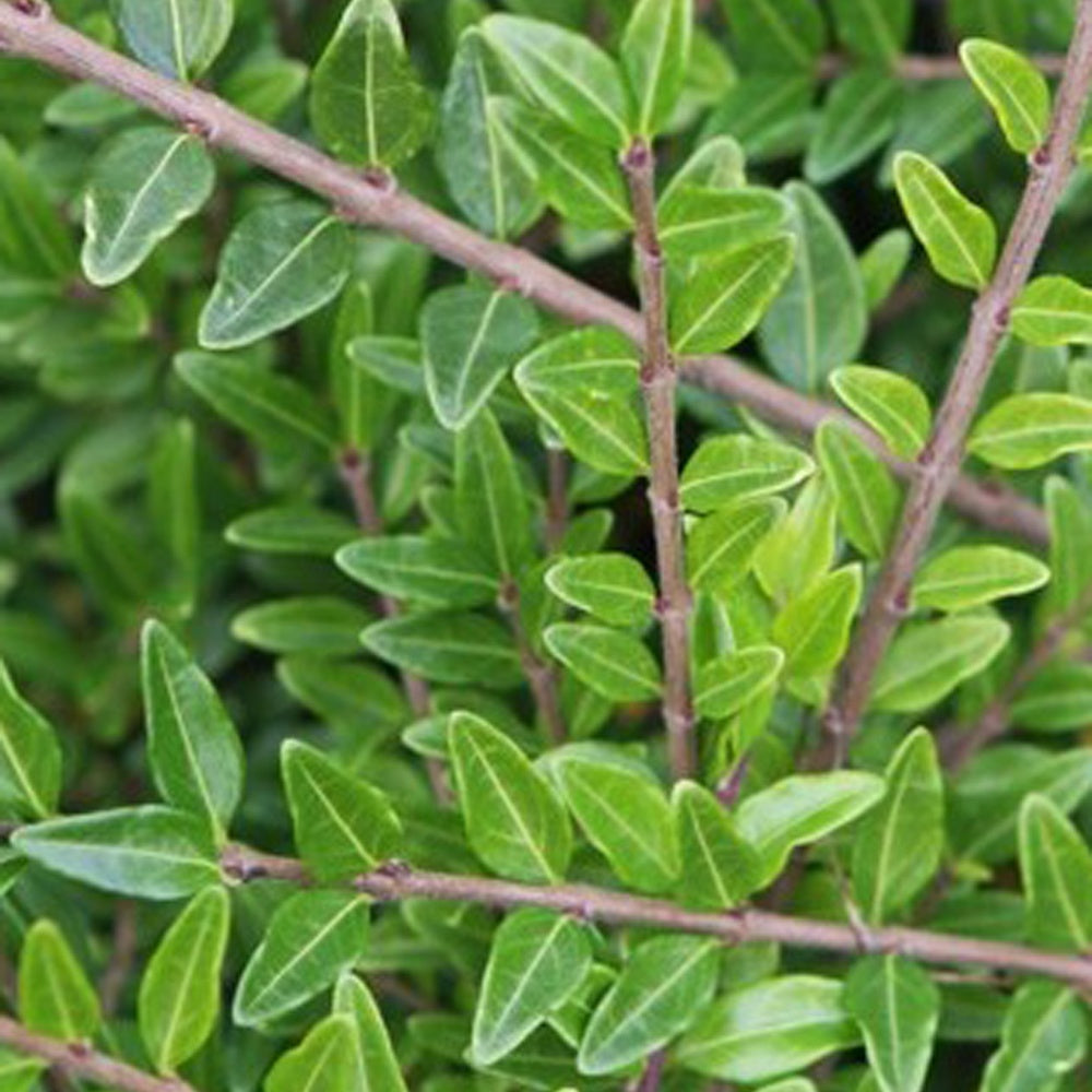 Böschungsmyrte Moss Green (x3) - Lonicera pileata 'moss green' - Gartenpflanzen