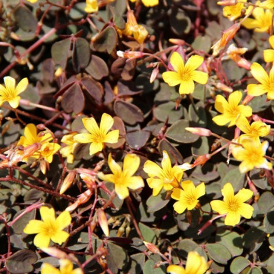 Sauerklee Burgundy Yellow (x3) - Oxalis articulata 'burgundy yellow' - Gartenpflanzen