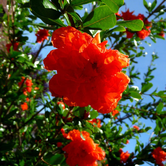 Granatapfelbaum - Punica granatum Nana - Gartenpflanzen