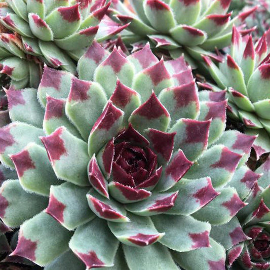 Hauswurz Chick Charms ® Mint Marvel - Bakker