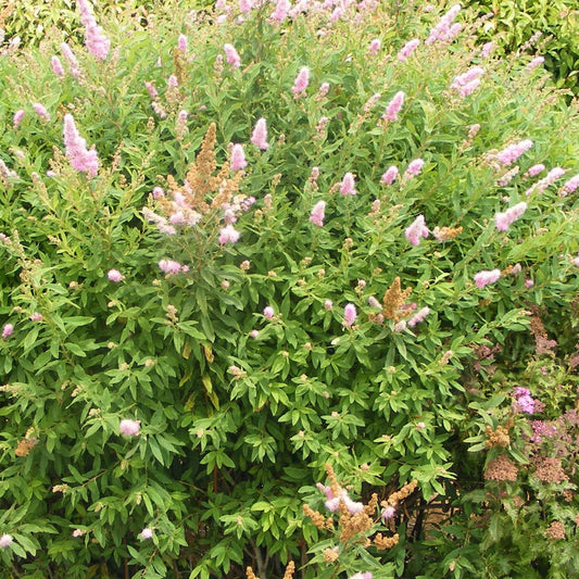 Spierstrauch - Spiraea x billardii - Gartenpflanzen