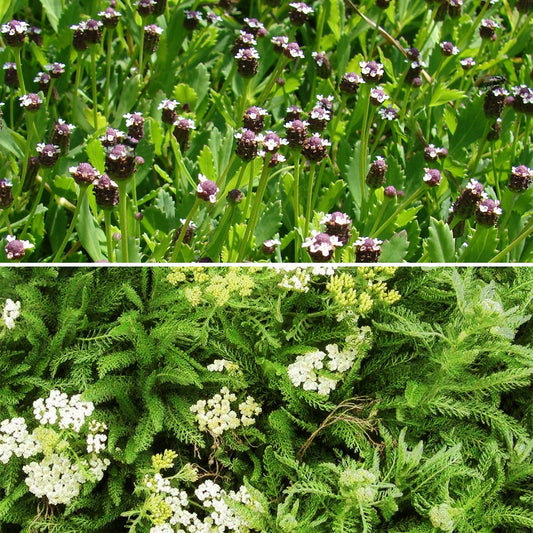 Meerfenchelblättrige Schafgarbe (x3) - Achillea crithmifolia; lippia nodiflora - Gartenpflanzen