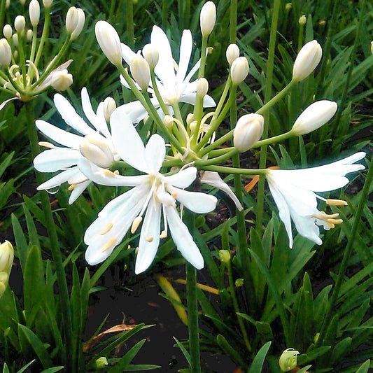 Schmucklilie Petit Eskimo - Agapanthus x petit eskimo - Gartenpflanzen