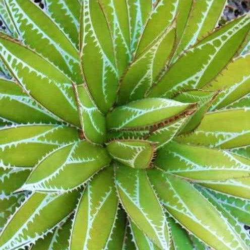 Agave - Bakker