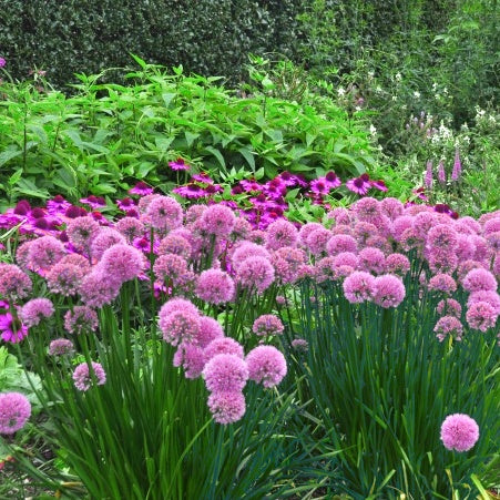 Zierlauch Lavender Bubbles - Allium senescens Lavender Bubbles - Gartenpflanzen