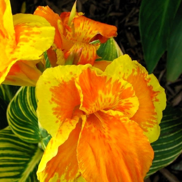 Blumenrohr Tropicanna Gold - Canna tropicanna ® gold - Gartenpflanzen