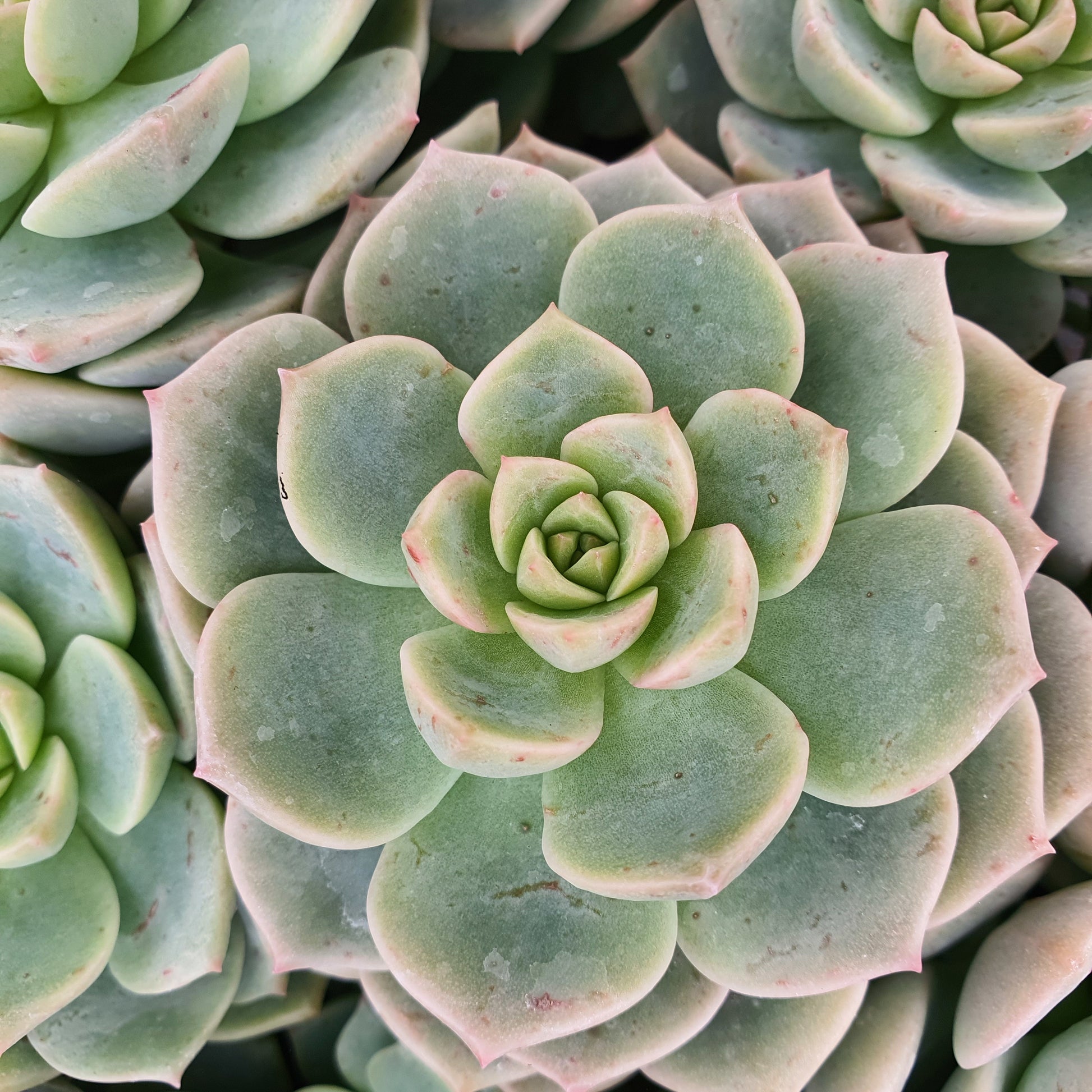 Rosa Echeverie - Echeveria elegans rose - Zimmerpflanzen