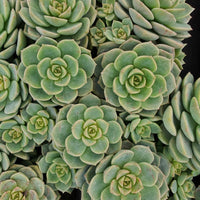 Rosa Echeverie - Echeveria elegans rose