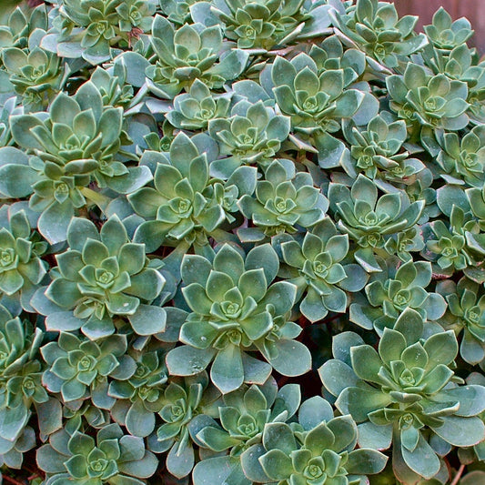 Echeverie Aeonium Haworthii - Echeveria haworthii (aeonium) - Zimmerpflanzen