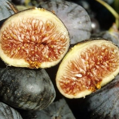 Feigenbaum Violette de Solliès - Bakker