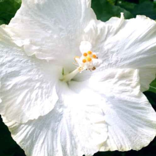 Sumpf-Eibisch Extreme Pure White - Hibiscus moscheutos extreme pure white ® (improved) - Gartenpflanzen