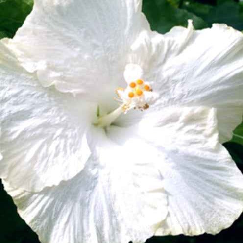 Sumpf-Eibisch Extreme Pure White - Bakker