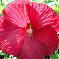Roseneibisch Luna Red - Bakker