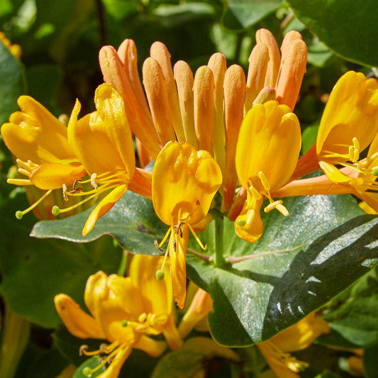 Gold-Geißblatt - Lonicera tellmanniana - Gartenpflanzen