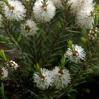 Australischer Teebaum - Melaleuca alternifolia - Gartenpflanzen