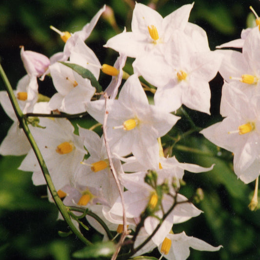 Sommerjasmin Morelle - Solanum jasminoides - Gartenpflanzen