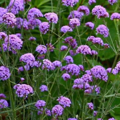 Patagonisches Eisenkraut Royal Dreams - Verbena bonariensis royal dreams ® - Gartenpflanzen