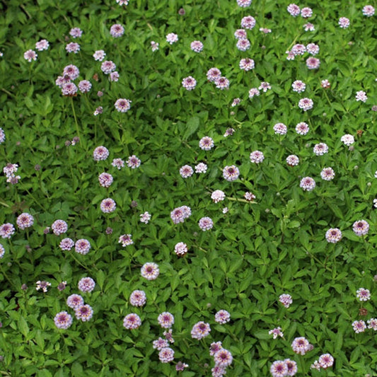 Teppichverbene - Bakker