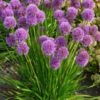 Zierlauch Millenium - Allium 'millennium' - Gartenpflanzen