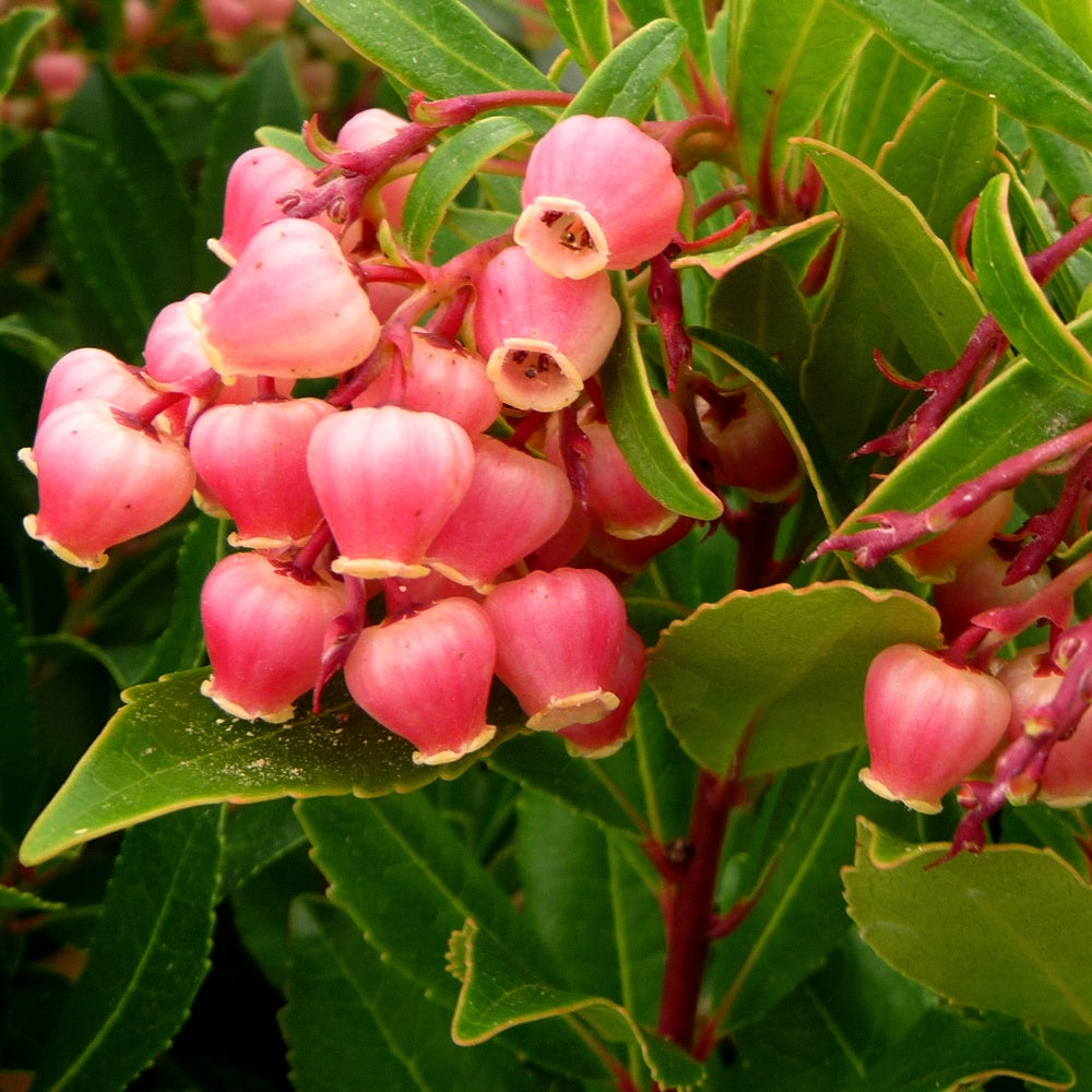 Erdbeerbaum - Arbutus unedo 'compacta' - Obst