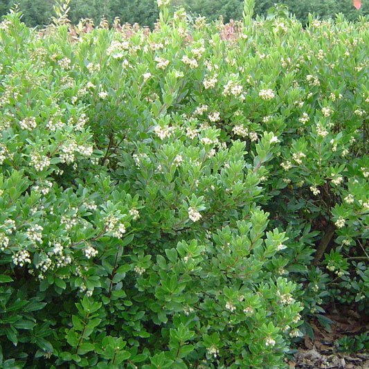Erdbeerbaum - Arbutus unedo 'compacta' - Obstsorte