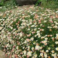 Spanisches Gänseblümchen Profusion - Erigeron karvinskianus 'profusion' - Gartenpflanzen