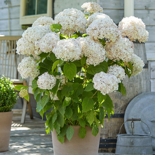 Wald-Hortensie Marshmallow ® Candy Bell® - Hydrangea arborescens 'candy belle marshmallow' - Gartenpflanzen