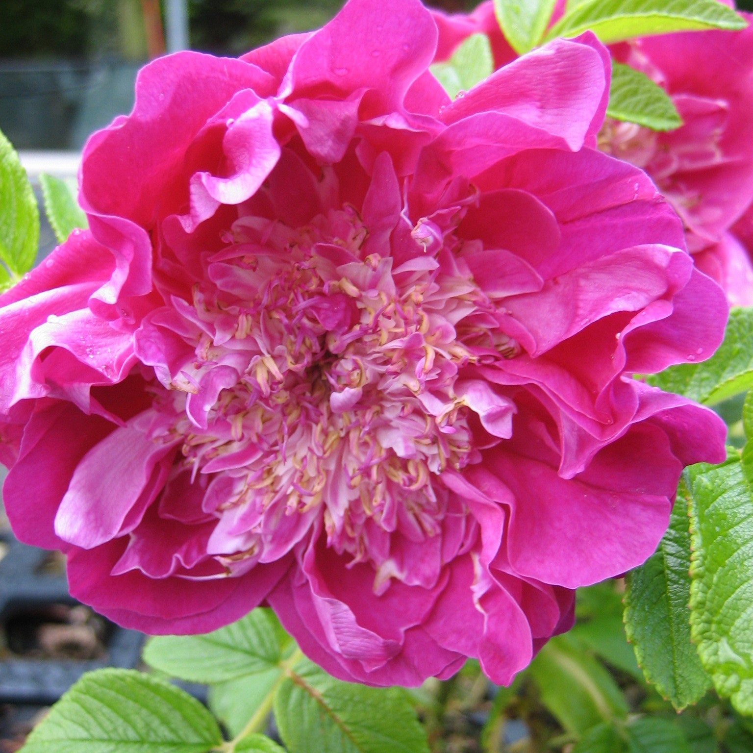Pfingstrose Pompom Perfume - Rosa rugosa 'pompom perfume' - Gartenpflanzen