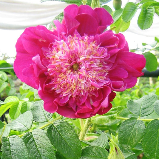 Pfingstrose Pompom Perfume - Rosa rugosa 'pompom perfume' - Pflanzensorten