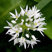 Bärlauch - Allium ursinum - Gemüsegarten
