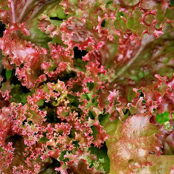 Schnittsalat Lollo Rossa BIO - Lactuca lollo rossa - Gemüsegarten