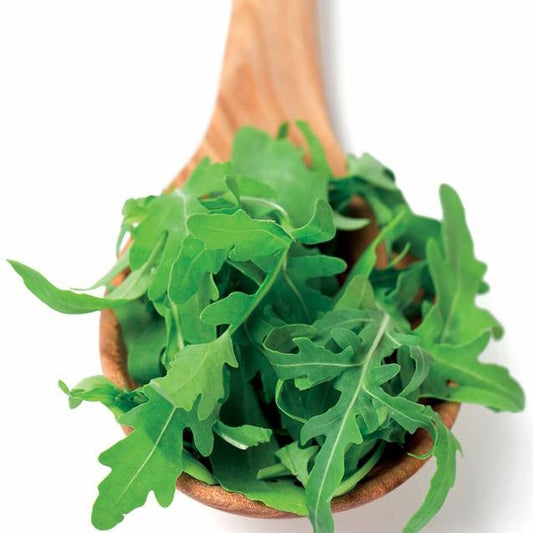 Biologisch angebaute Rucola - Eruca sativa - Gemüsegarten